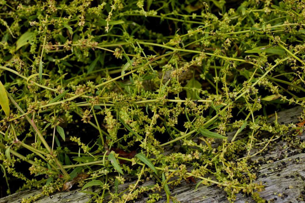 a close up of a bunch of green plants