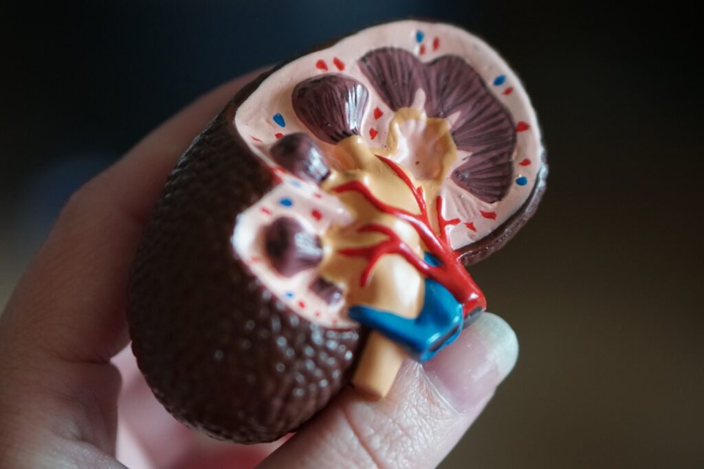 kidney scale model in hand